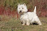 WESTIE 247